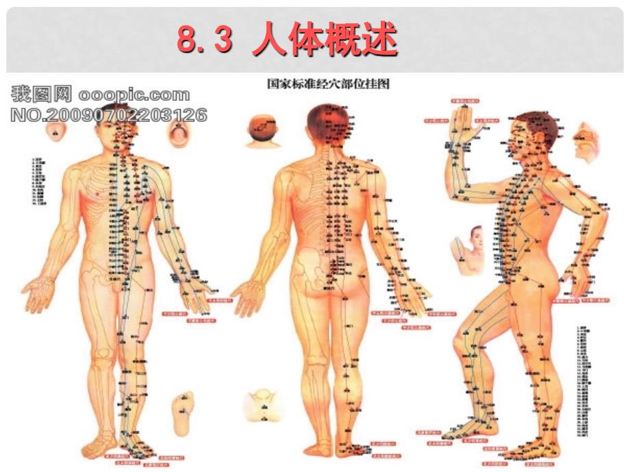 七年级生物下册 8.3 人体概述课件 苏教版_第1页