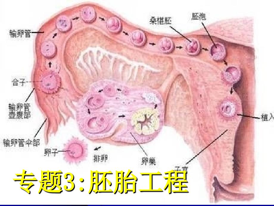 体内受精和早期胚胎发育PPT课件_第1页