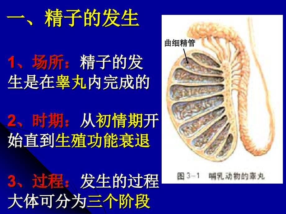 体内受精和早期胚胎发育PPT课件_第5页