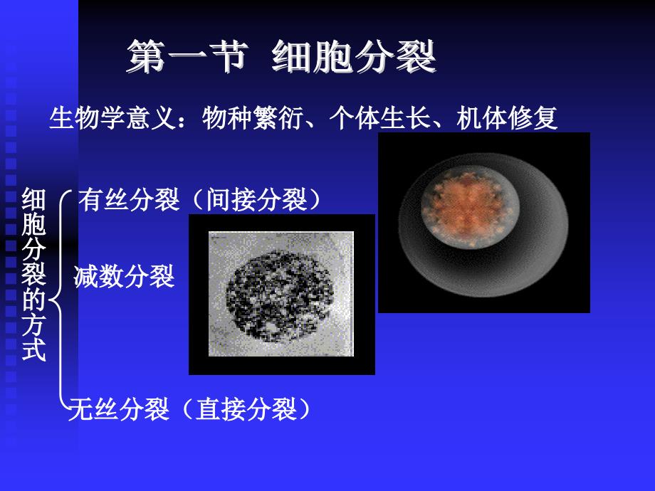 医学细胞生物学课件：09细胞增殖和细胞周期3_第2页