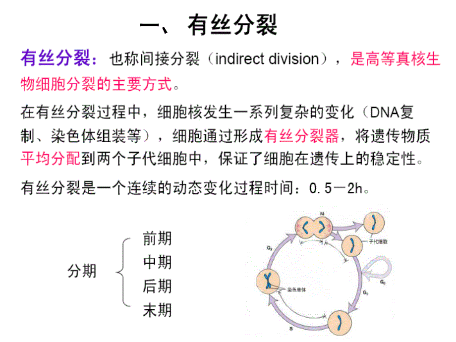 医学细胞生物学课件：09细胞增殖和细胞周期3_第3页