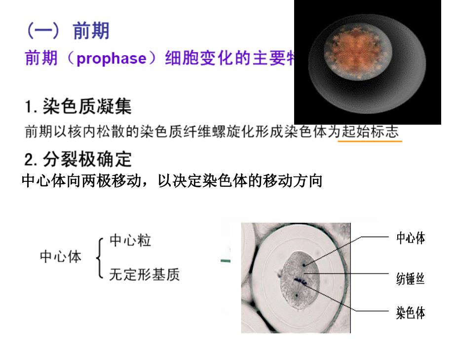 医学细胞生物学课件：09细胞增殖和细胞周期3_第4页