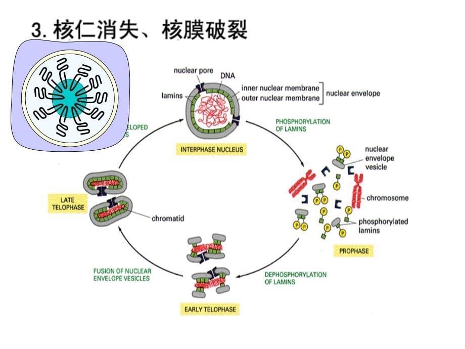 医学细胞生物学课件：09细胞增殖和细胞周期3_第5页