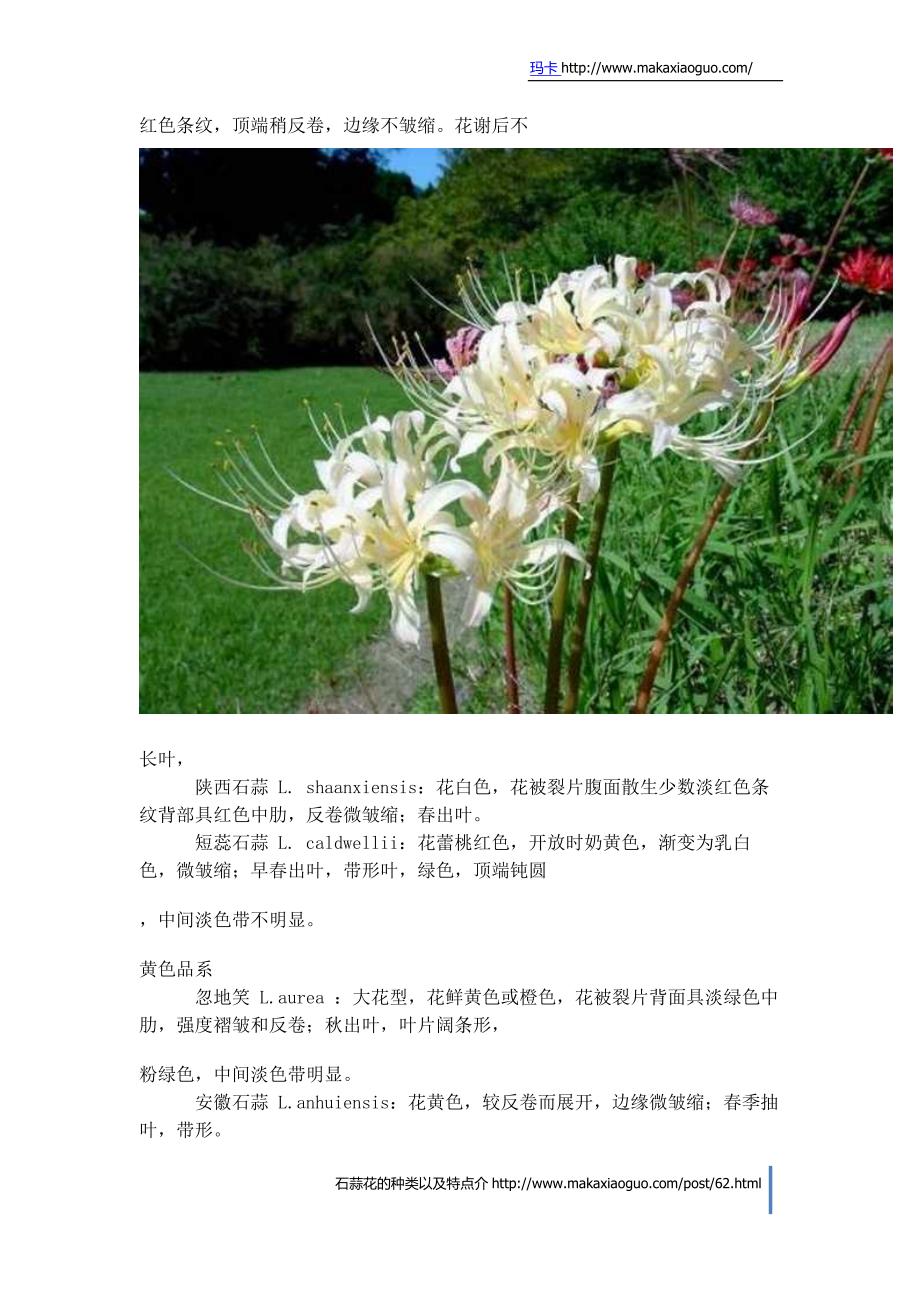 石蒜花的种类以及特点介绍.doc_第3页