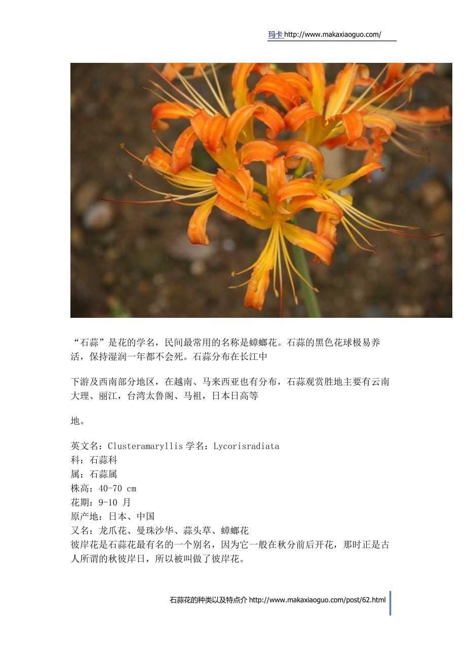 石蒜花的种类以及特点介绍.doc_第5页