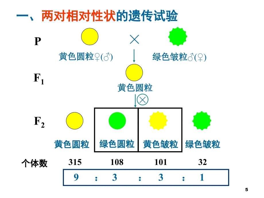 生物-1.2《孟德尔的豌豆杂交实验(二)》_第5页