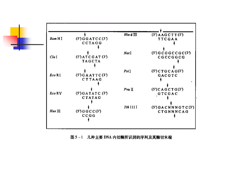 分子生物学第5章分子生物学研究法_第4页