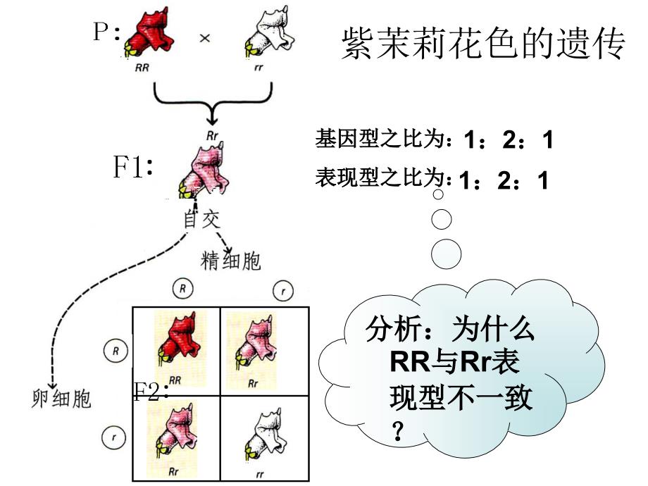 孟德尔遗传定律的补充.ppt_第4页