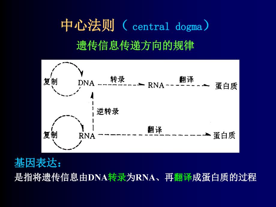 十四章核酸的生物合成_第4页