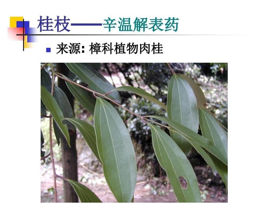 4常用中药饮片辨识茎木类_第5页