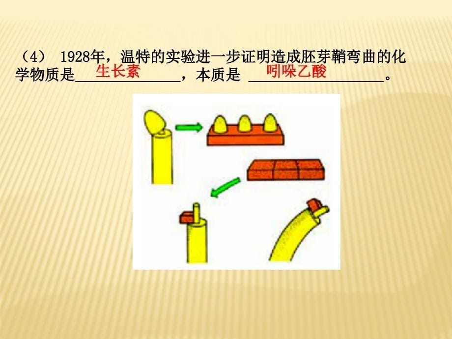 2017-2018学年高二生物（必修3）同步课件：植物生长素的发现(共17张PPT)_第5页