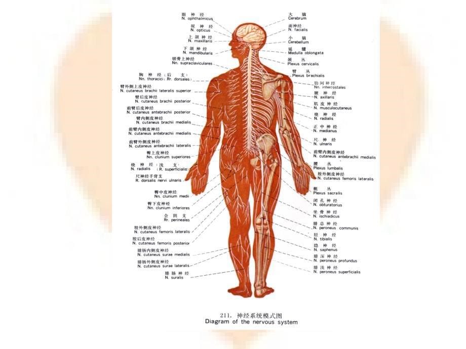 《神经系统》PP课件_第5页