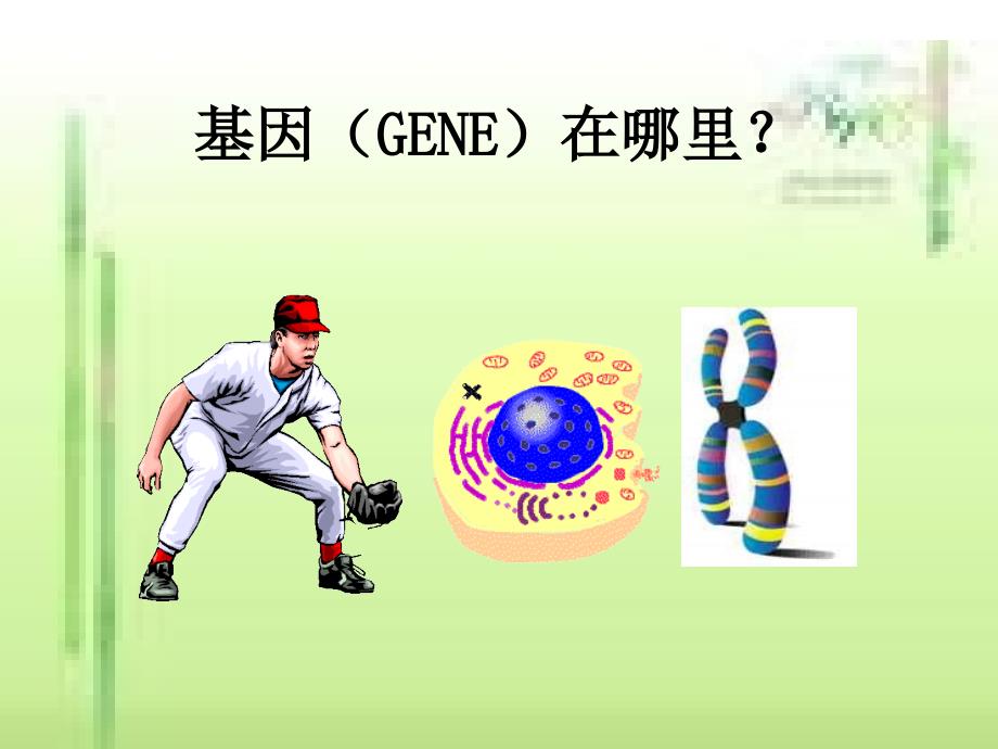 基因在亲子代间的传递.ppt_第3页