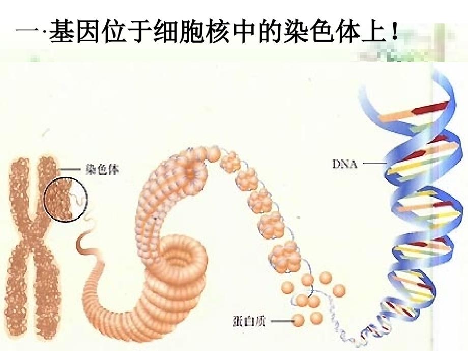 基因在亲子代间的传递.ppt_第4页