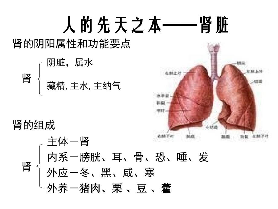 中医基础七肾PPT课件_第4页