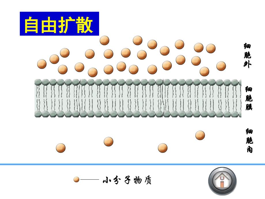 生物必修一物质跨膜运输的方式(优质课)_第3页