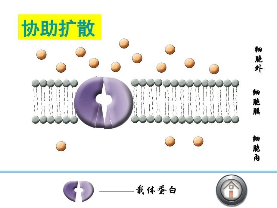 生物必修一物质跨膜运输的方式(优质课)_第5页