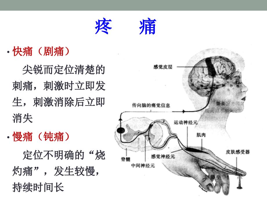 药理学课件：第20章 镇痛药_第2页