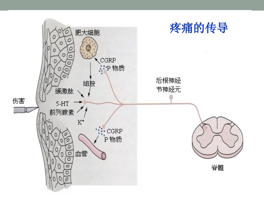 药理学课件：第20章 镇痛药_第3页