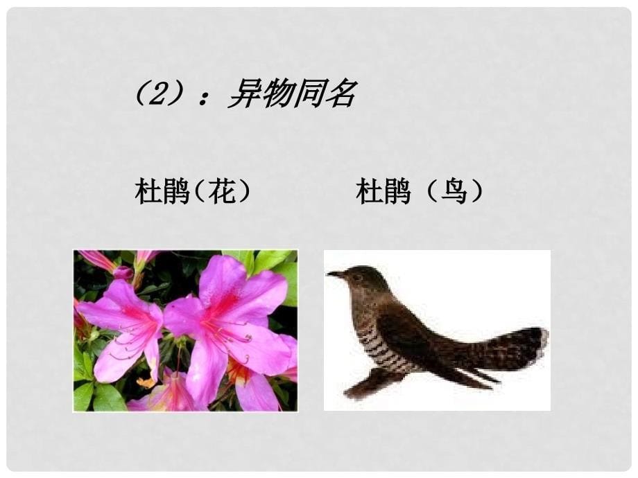 江苏省太仓市七年级生物下册 第五单元 第14章 生物的命名和分类 第1节 生物的命名和分类教学课件 （新版）苏科版_第5页