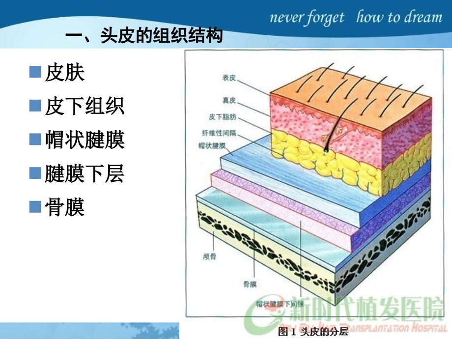 头发护理课件_第3页