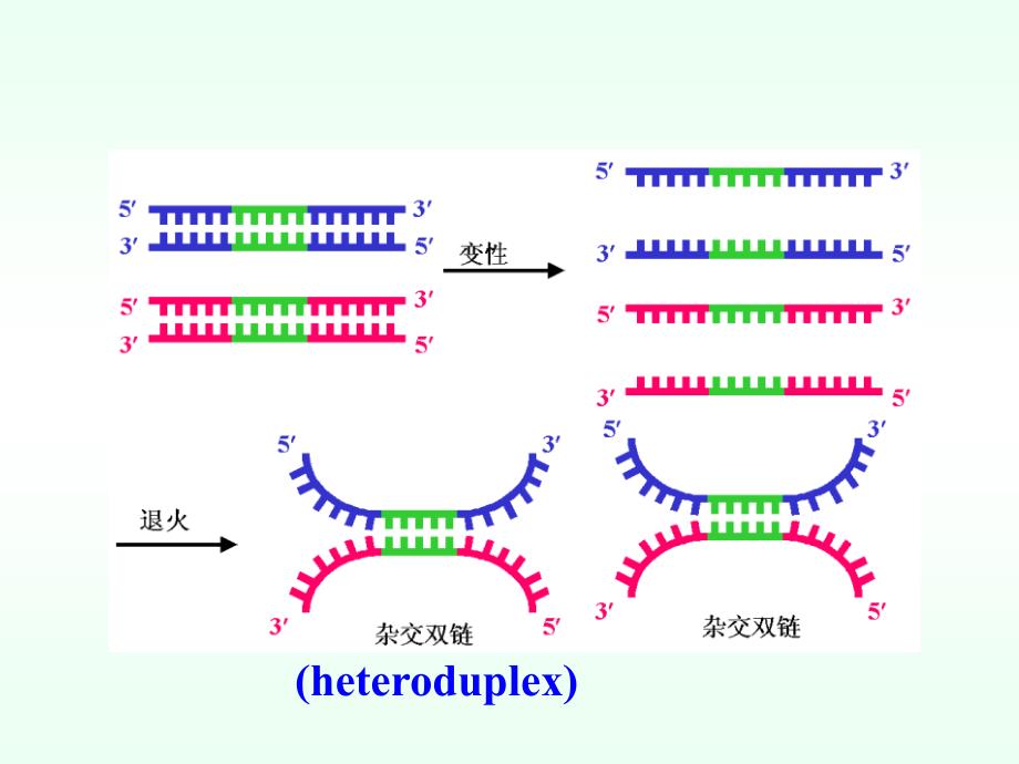 常用分子生物学技术的原理及应用课件_第4页