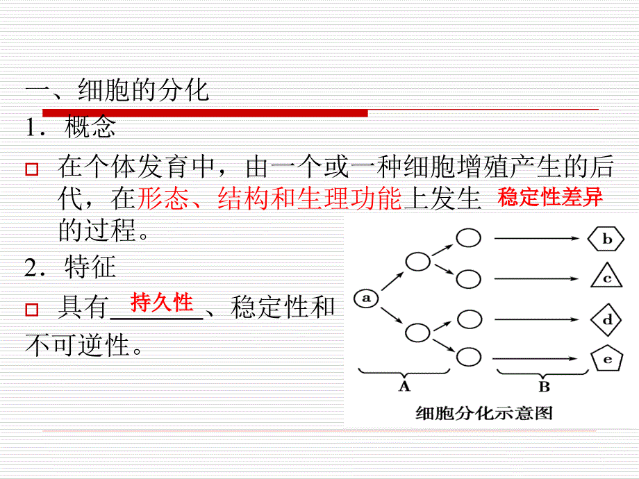 高考生物一轮复习第14讲细胞的分化衰老凋亡和癌变_第3页