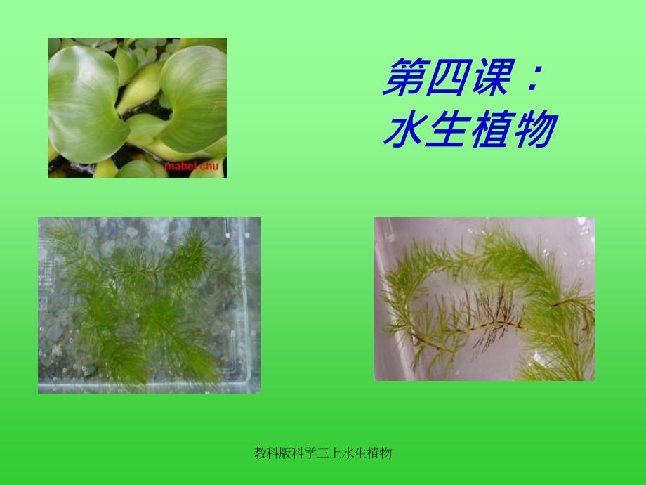 教科版科学三上水生植物_第1页