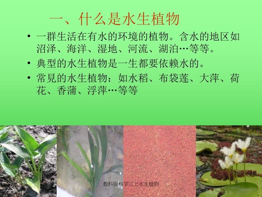 教科版科学三上水生植物_第2页