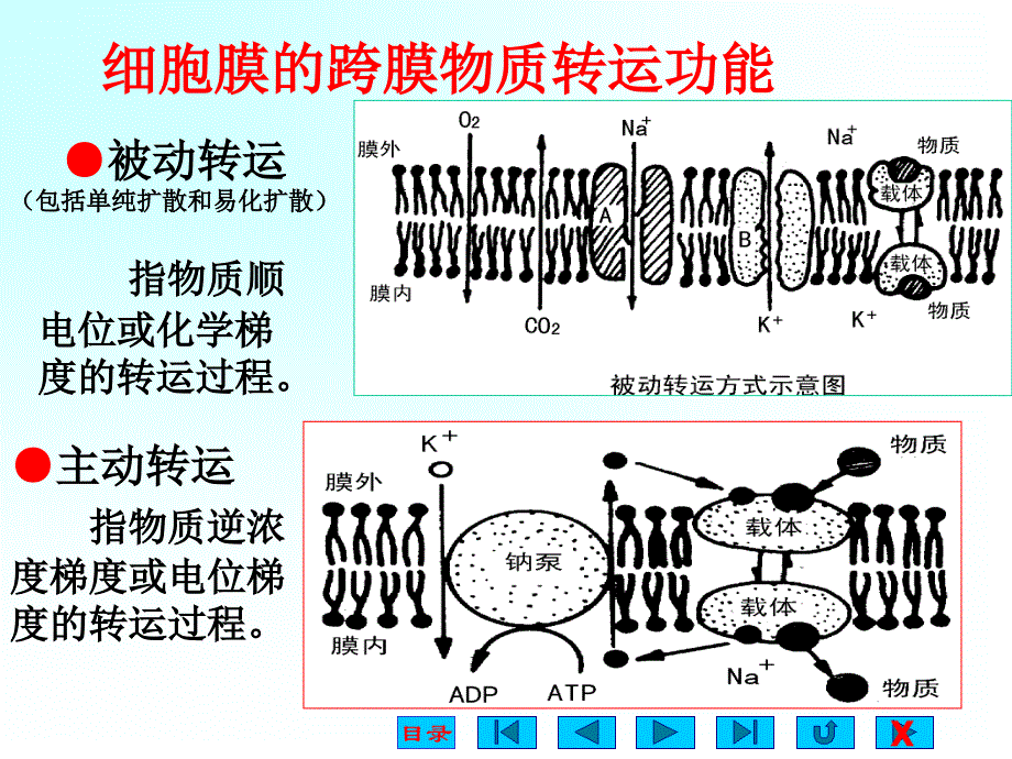 生理学课件细胞的基本功的能ppt_第3页