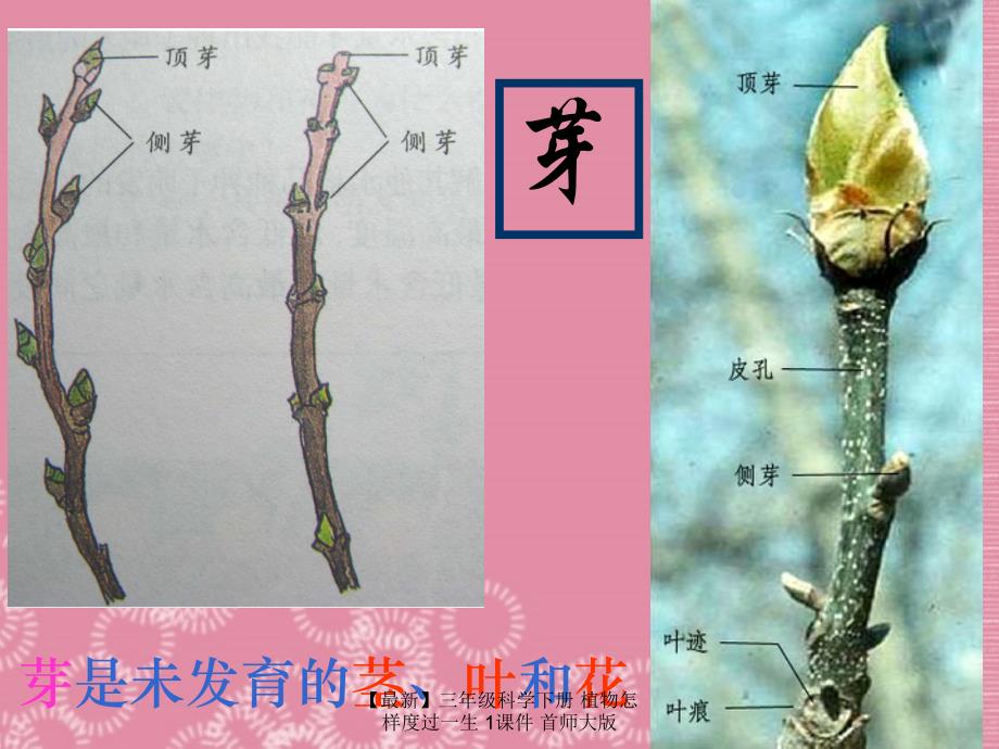 最新三年级科学下册植物怎样度过一生1课件首师大版_第3页