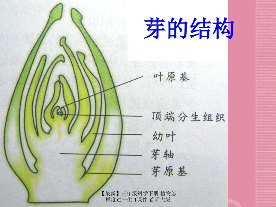 最新三年级科学下册植物怎样度过一生1课件首师大版_第4页