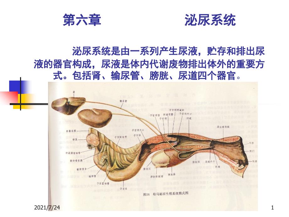 家畜解剖生理第六章泌尿系统PPT课件_第1页