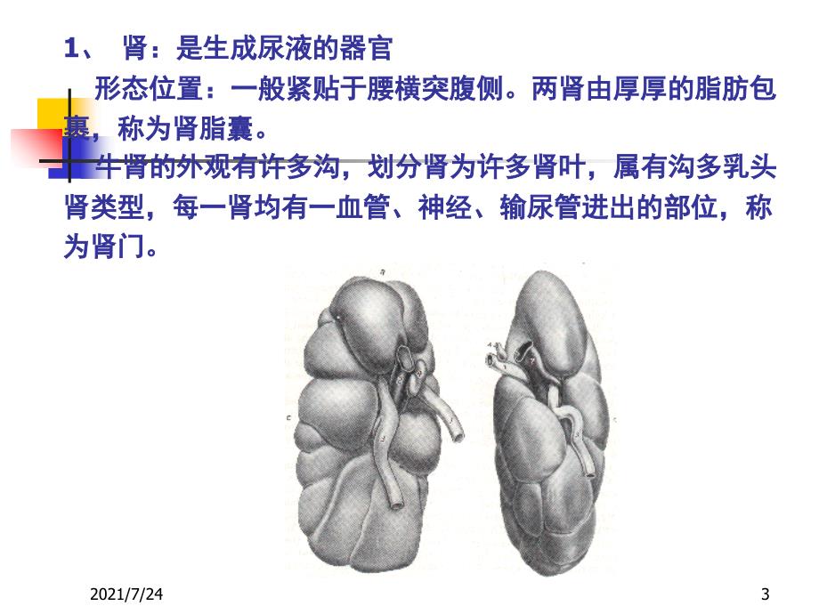 家畜解剖生理第六章泌尿系统PPT课件_第3页