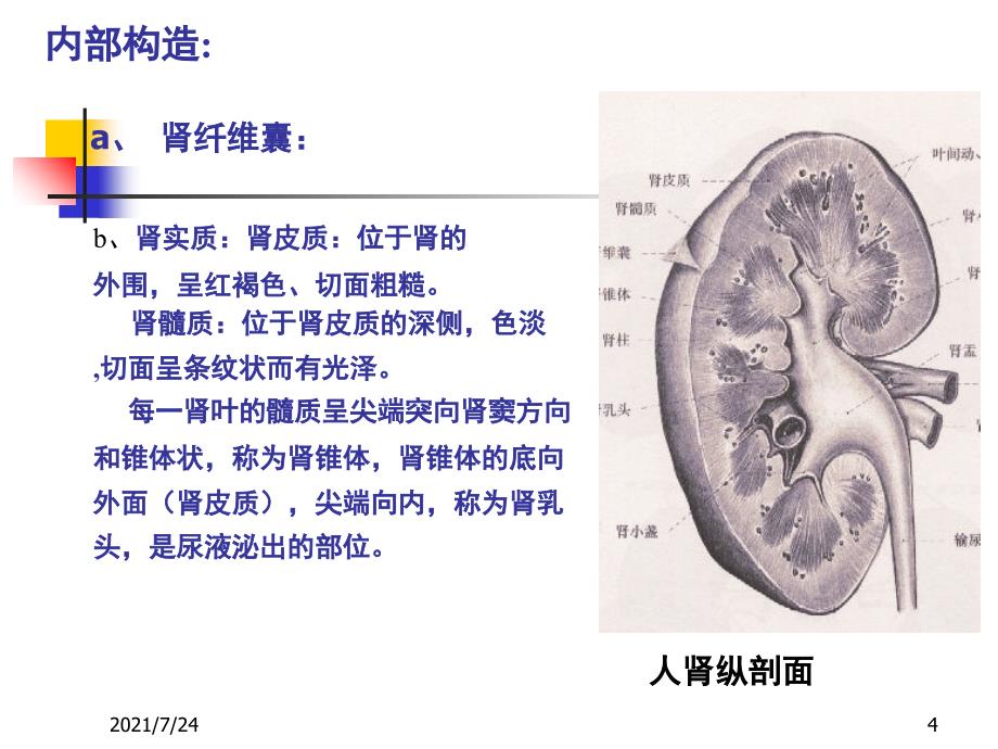 家畜解剖生理第六章泌尿系统PPT课件_第4页