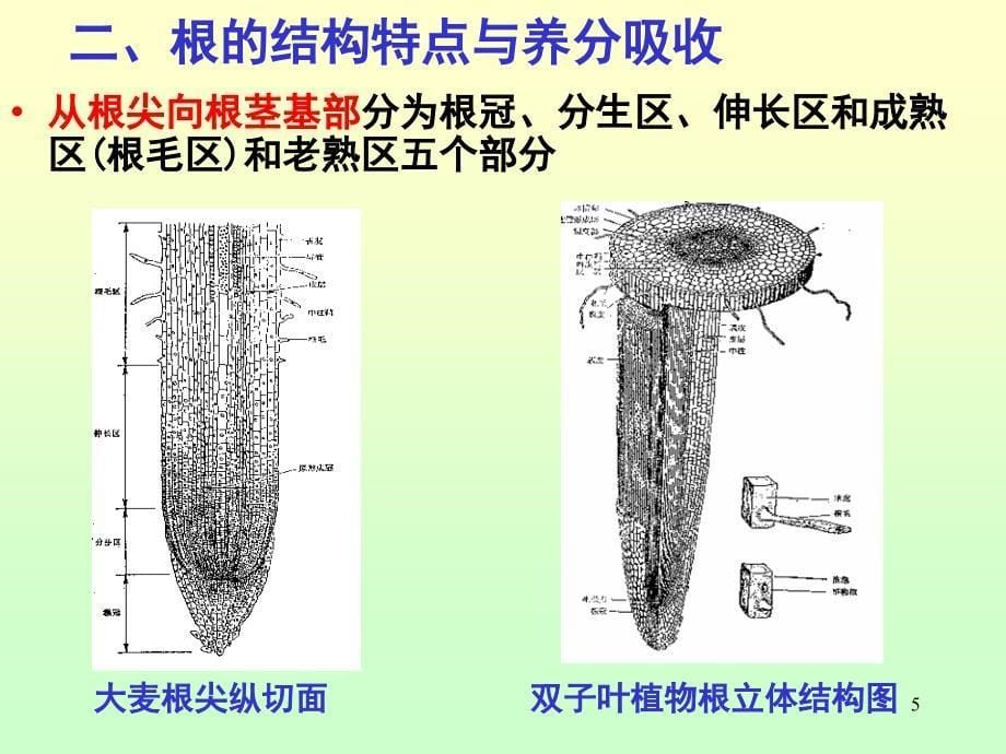 植物对养分的吸收ppt课件_第5页