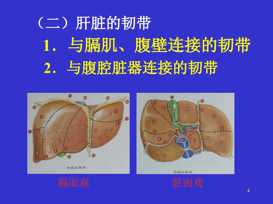 肝癌教学讲稿ppt课件_第4页