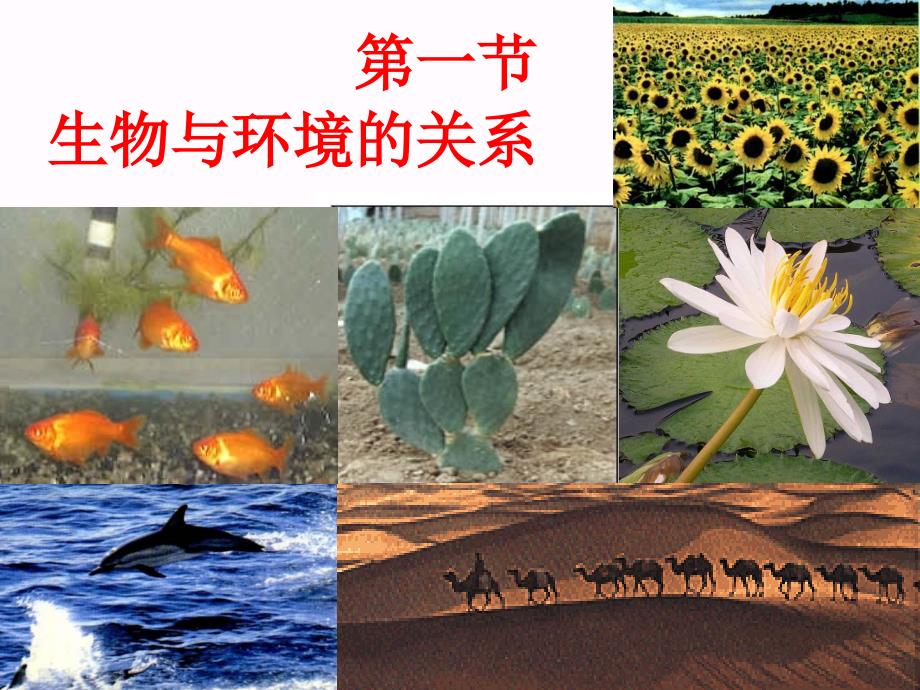 2.1生物与环境的相互关系_第1页