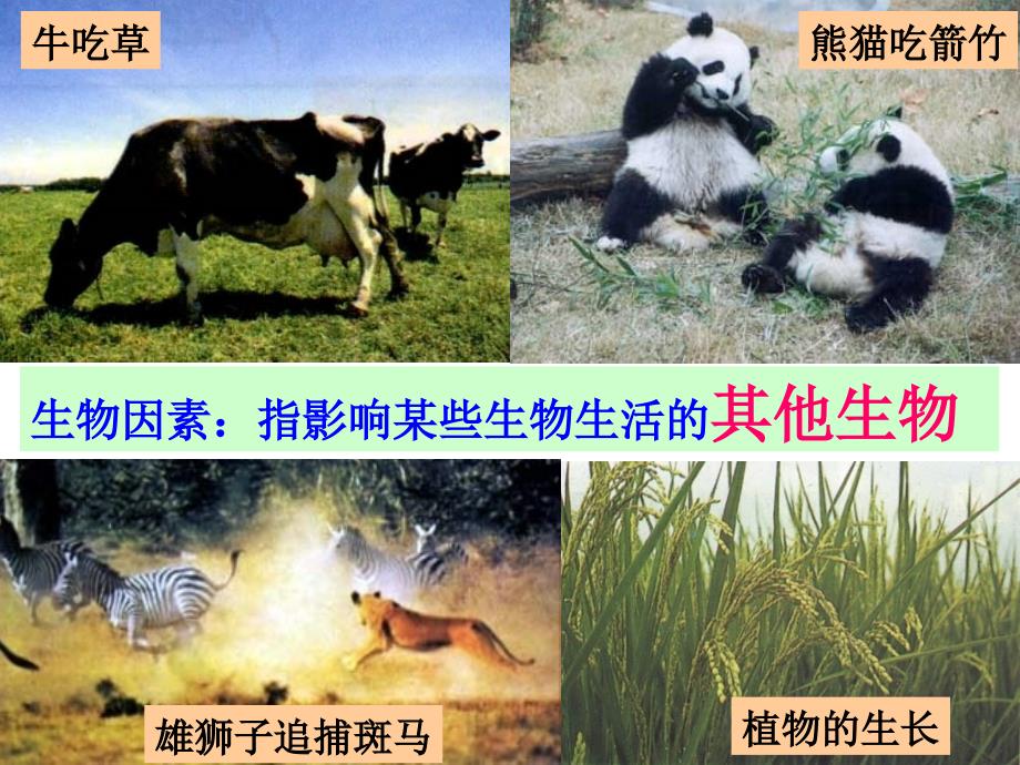 2.1生物与环境的相互关系_第4页