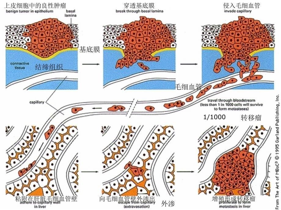 第八章外源化学物致癌作用_第5页