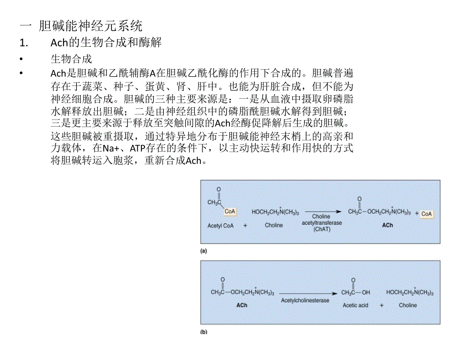 脑的化学构筑_第2页