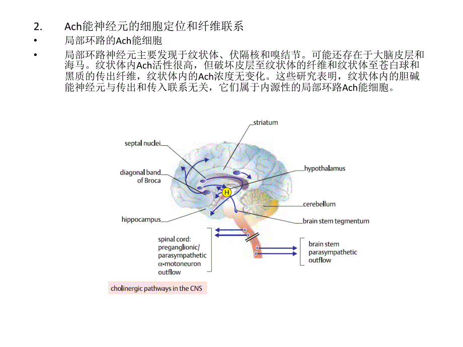 脑的化学构筑_第4页