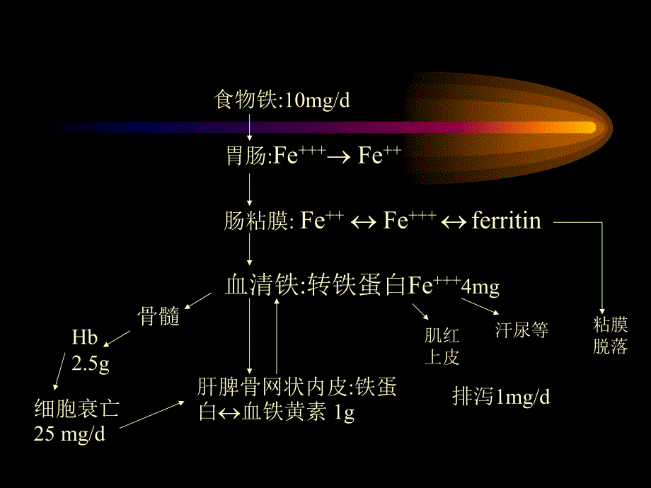 儿童营养性缺铁性贫血_第4页