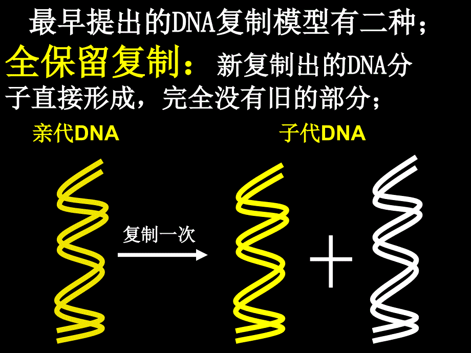 DNA复制第一课时_第3页