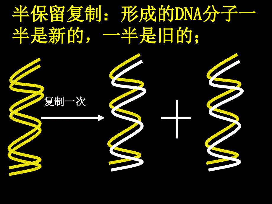 DNA复制第一课时_第4页