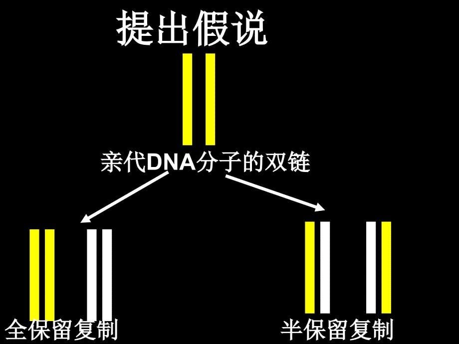 DNA复制第一课时_第5页