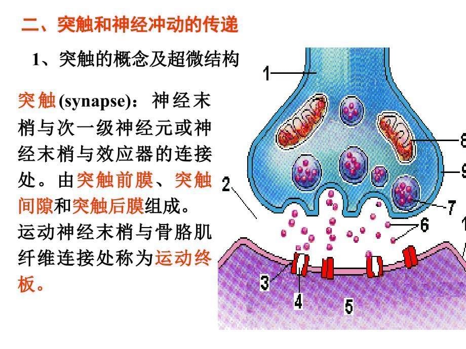 传出概论zhangyan_第5页