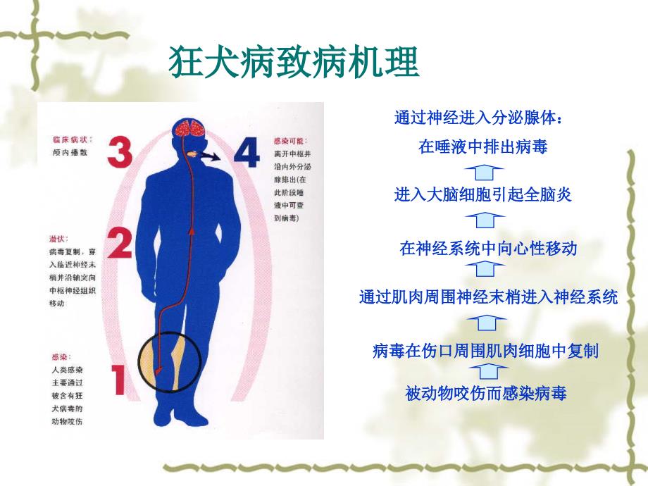 狂犬病暴露后伤口处理及血清的应用liu_第4页