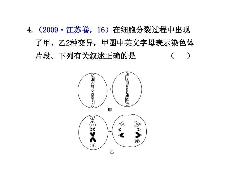 轮复习生物课时课件：第24课时染色体变异_第5页