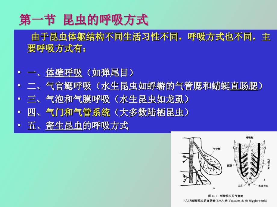 昆虫的呼吸系统_第3页